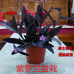 紫罗兰盆栽绿植花卉紫叶吊兰紫竹梅水培植物也可土培桌面盆栽植物