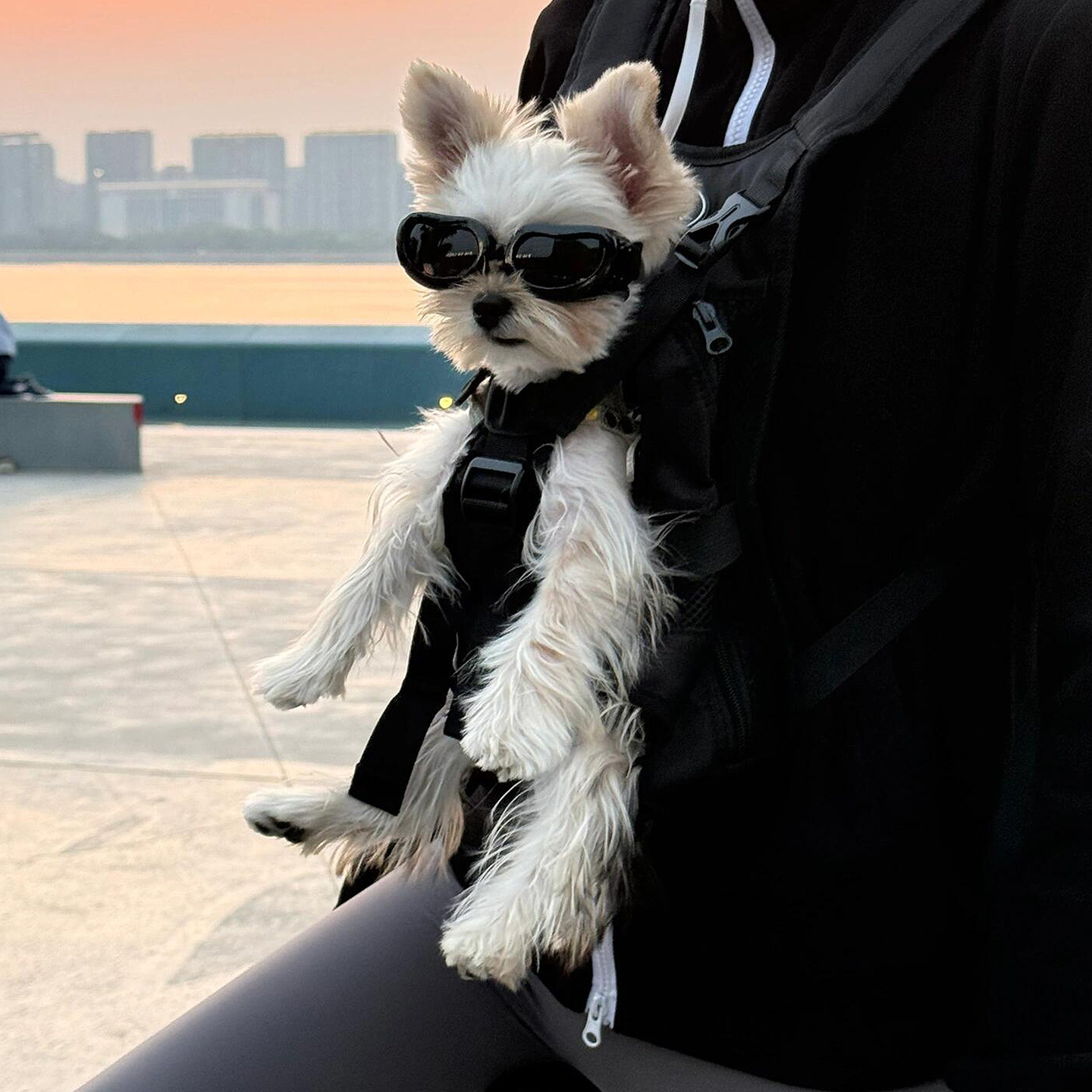 狗狗背带宠物外出骑行猫咪狗狗专用胸前背包约克夏小型犬骑行装备