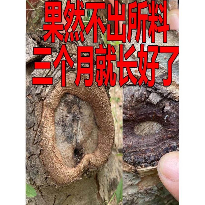 盆景伤口果树金弹珠原堆疤痕嘴贴黑色锡纸贴纸马眼封锡纸玉河贴纸