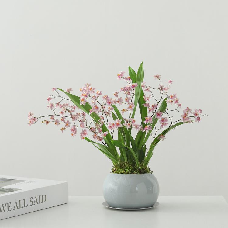 香水文心兰盆栽带花苞梦香兰浓香植物办公室桌面绿植花卉盆景四季