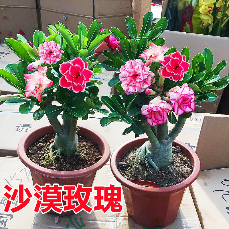 速发重季沙玫漠瑰花苗盆栽四瓣花卉绿植物老桩室内台小盆景开花不