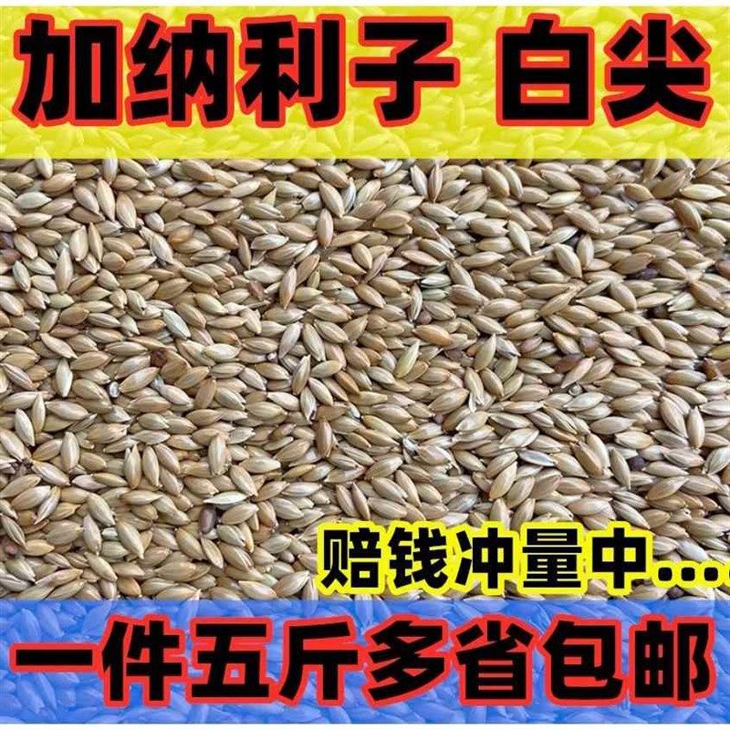 速发5斤加纳玄子新货油鹉鸟食鹦尖粟白尖粟鸟粮虎皮牡丹利凤文鸟
