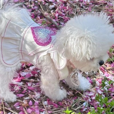 速发新斯白色服仔裙春秋牛约克夏马尔济款小型犬