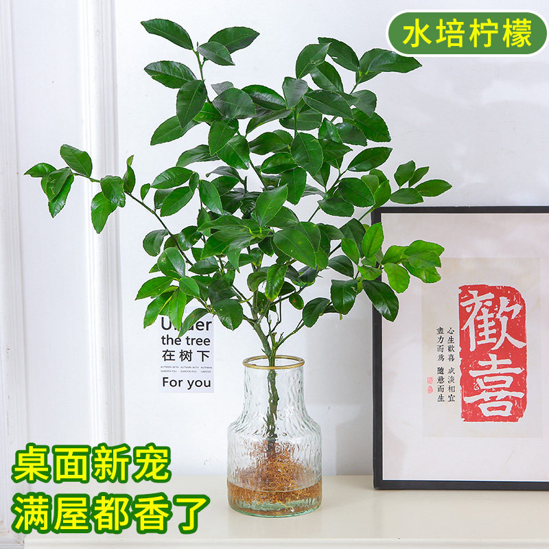 速发植培水食柠檬树盆栽室内桌面可结果可物用四季好养吊钟植物