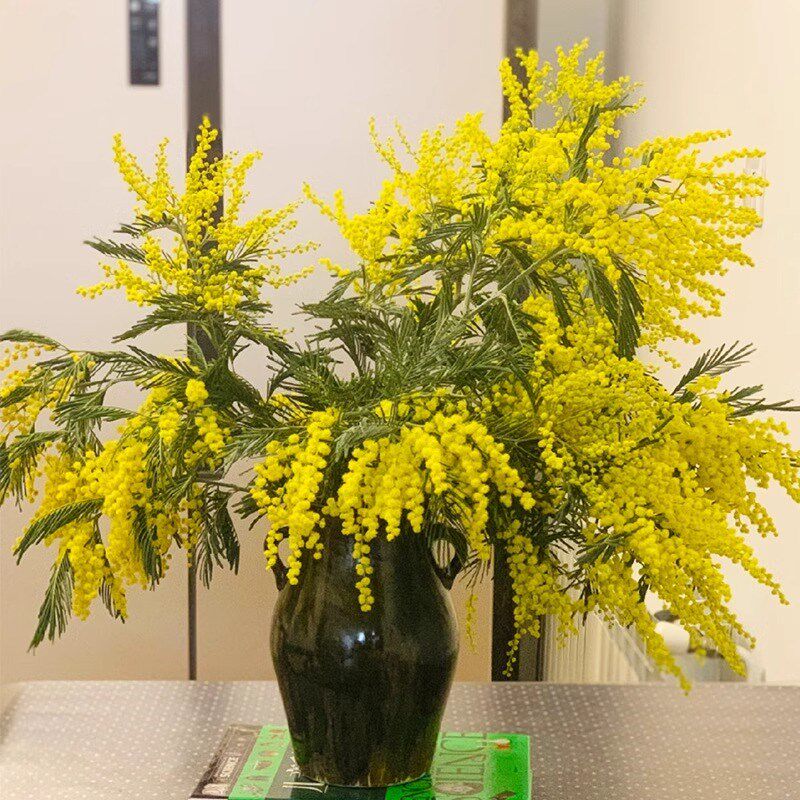 速发银叶金合欢云南直花家用绿植插花发色合欢黄鲜切花枝条圣诞花