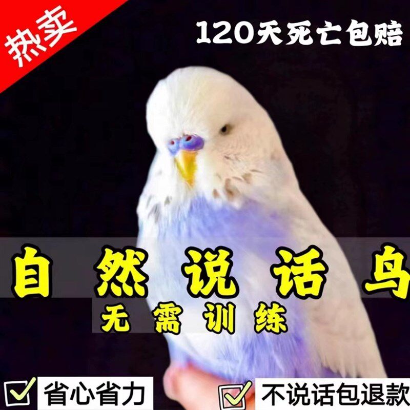速发鹦鹉活鸟小物虎皮鹦鹉会说话的凤鸟云斑活型家养玄鸟小鸟