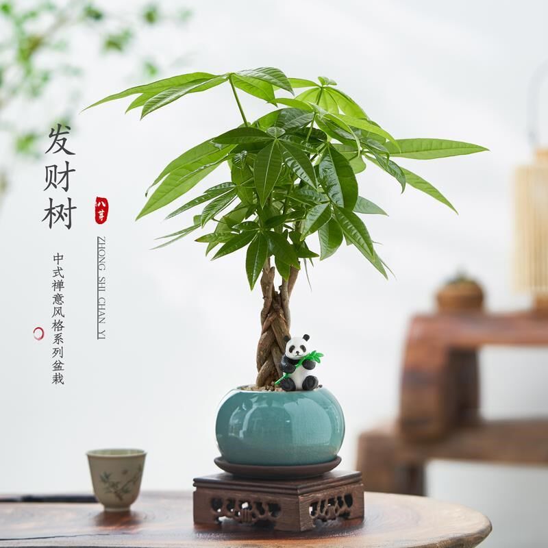 速发发财树盆栽面物室内客厅禅意招财树盆景办公四桌植好养室季绿