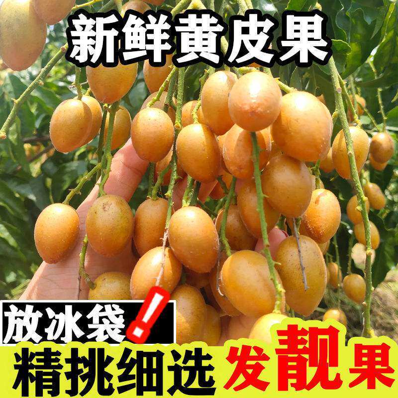 顺丰包邮新鲜广西鸡心黄皮果冰糖心黄皮果当季酸甜多汁孕妇水果