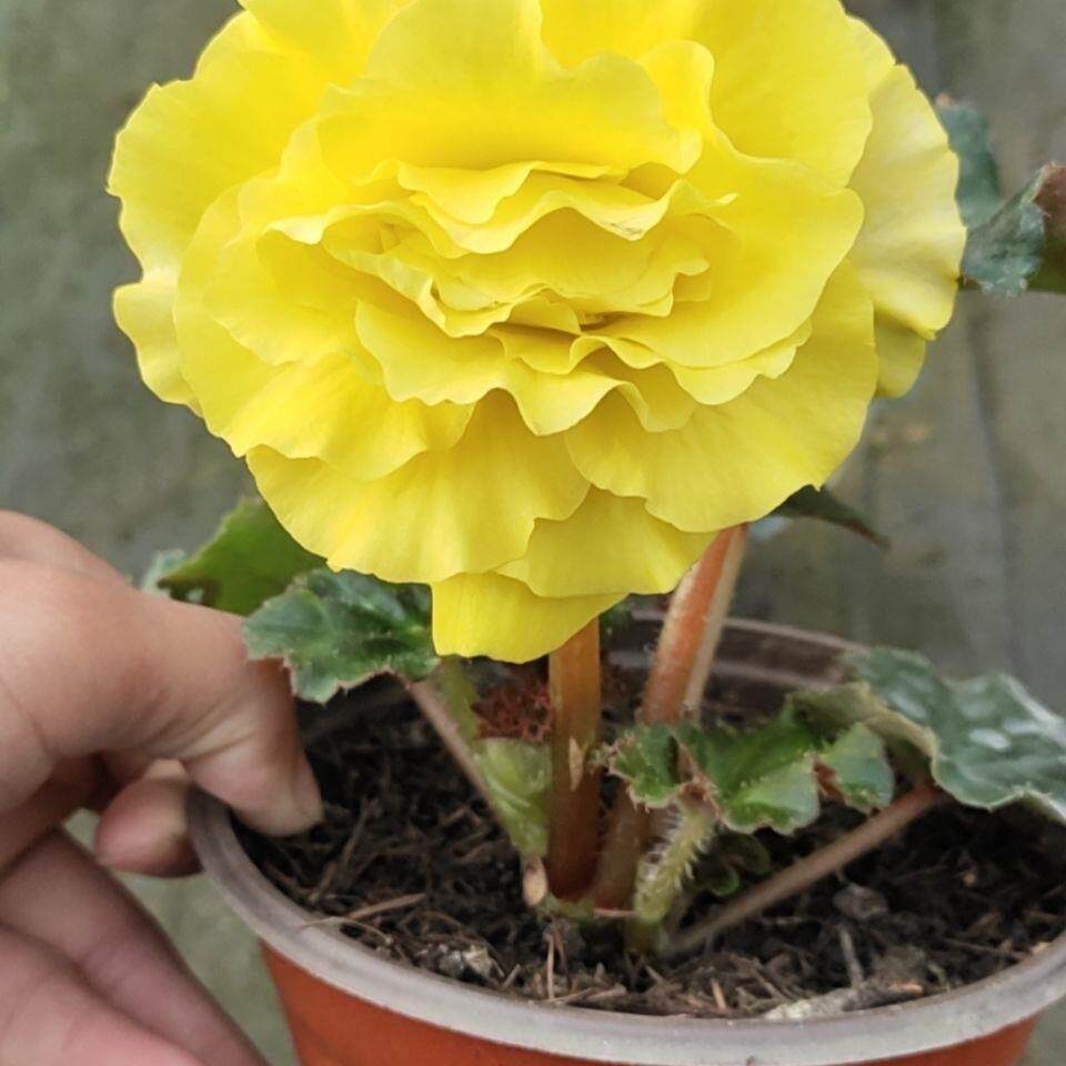 夫妻海棠花大花四季 重瓣大花 中苗发货 盆栽花卉 美观 球根海棠