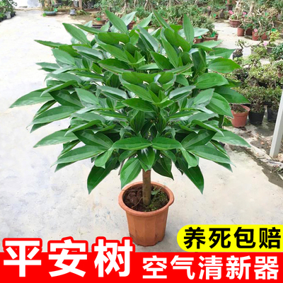 平安树客厅盆栽大型绿植室内招财树植物阳台幸福树易活树苗发财树