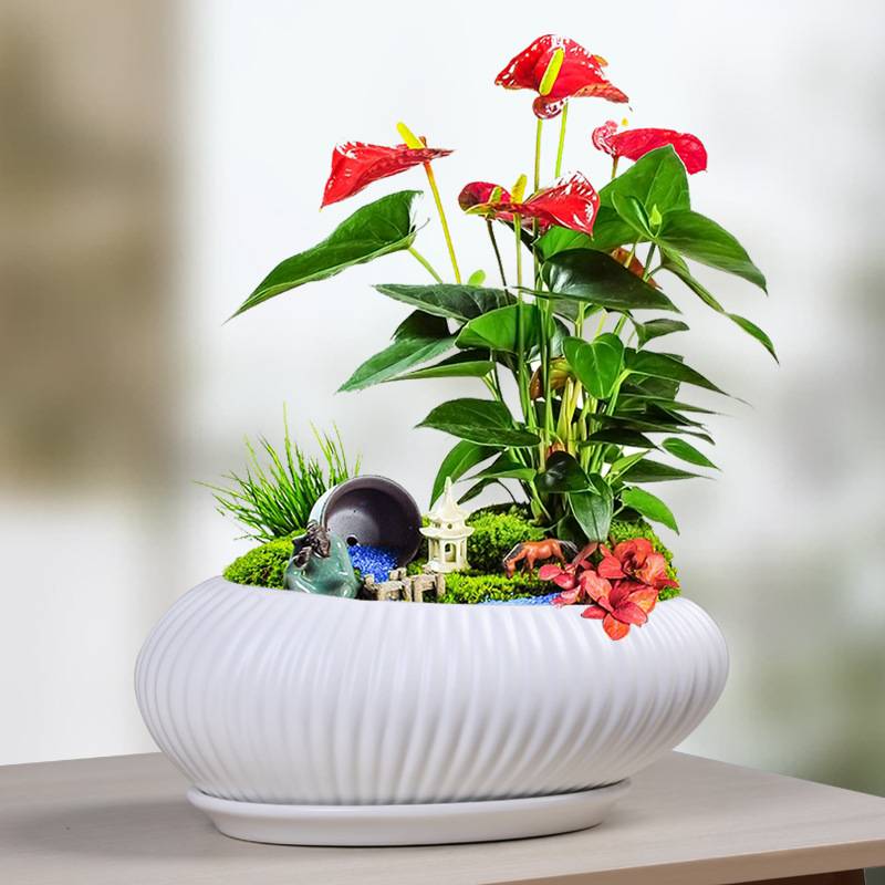 蝴蝶兰陶瓷花盆特大号家用兰花绿植简约亚白色阳台客厅盆景带托盘