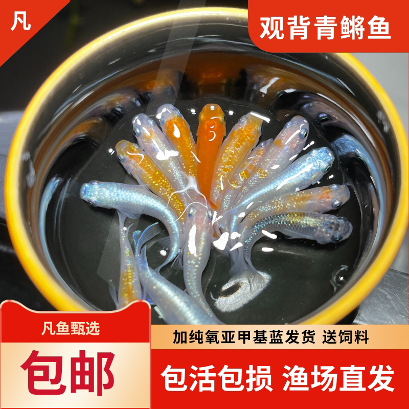 观背青鳉鱼新手入门级好养活