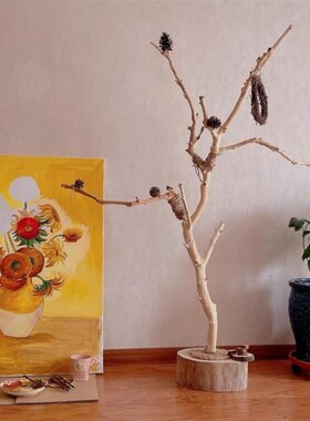 干树枝原木带杈去皮龙骨t干枝树干鸟架造型壁挂衣架吊顶树枝装饰