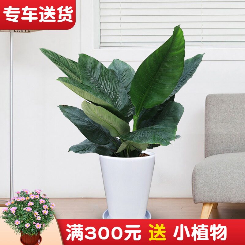 1米绿巨人盆栽 中型植物办公室内客厅绿化吸甲醛S净化空气绿植花