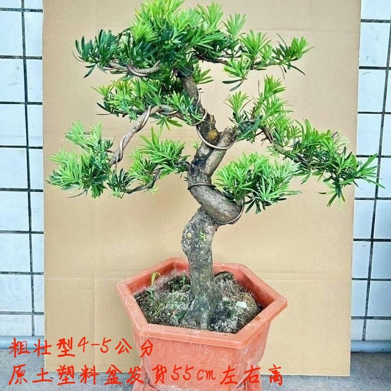 金钻罗汉松盆栽老桩庭院大树 四季常青雀舌罗汉U松别墅绿植阳台