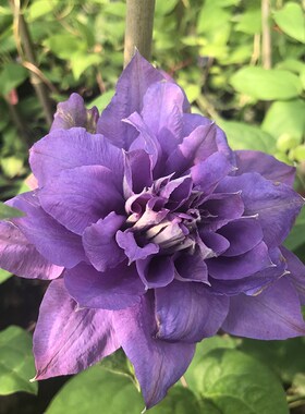 铃兰家 円f空攀援铁线莲爬藤花苗植物盆栽包对版紫色多花当年开