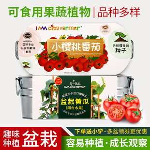 小番茄苗植物盆栽幼儿园儿童蔬菜种植观I察生长阳台黄瓜草莓微绿