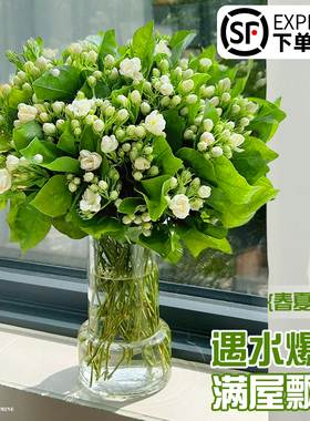 速发茉盆花水培植莉室内水养花卉绿植物栽带花苞四季开花好养懒人