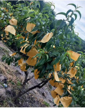 工装风黄色标识牌园艺标签贴袋果树嫁接标记袋整装现货