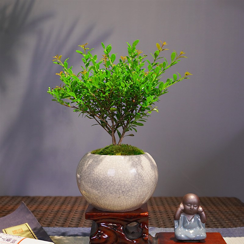 小叶赤楠盆景微景观室内小盆栽新中式桌面绿植办公桌茶室植物摆件