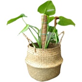 棕柱椰棕棒植物攀爬龟背竹固定架椰纤棒绿萝柱子棕柱水苔柱椰棕柱