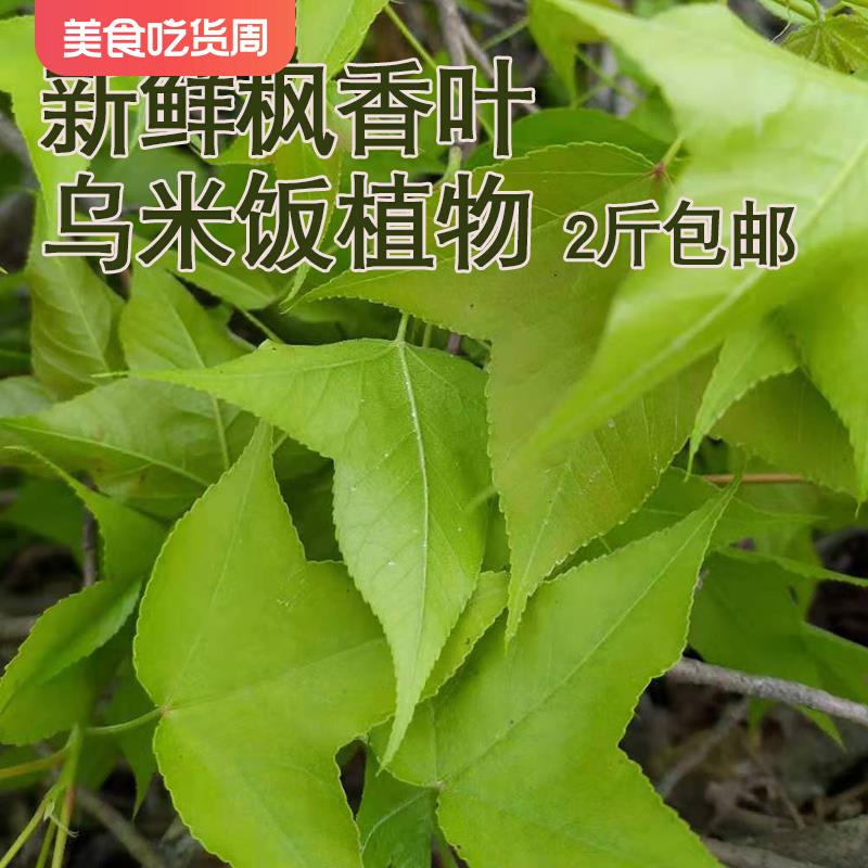 新鲜枫叶2斤包邮广西五色糯米饭天然植物染料乌米饭染料枫叶现货