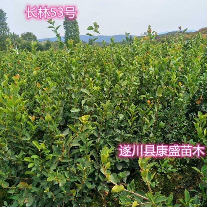 嫁接油茶苗茶油苗高产嫁接油茶树苗白花茶油树出油率高江西长林系