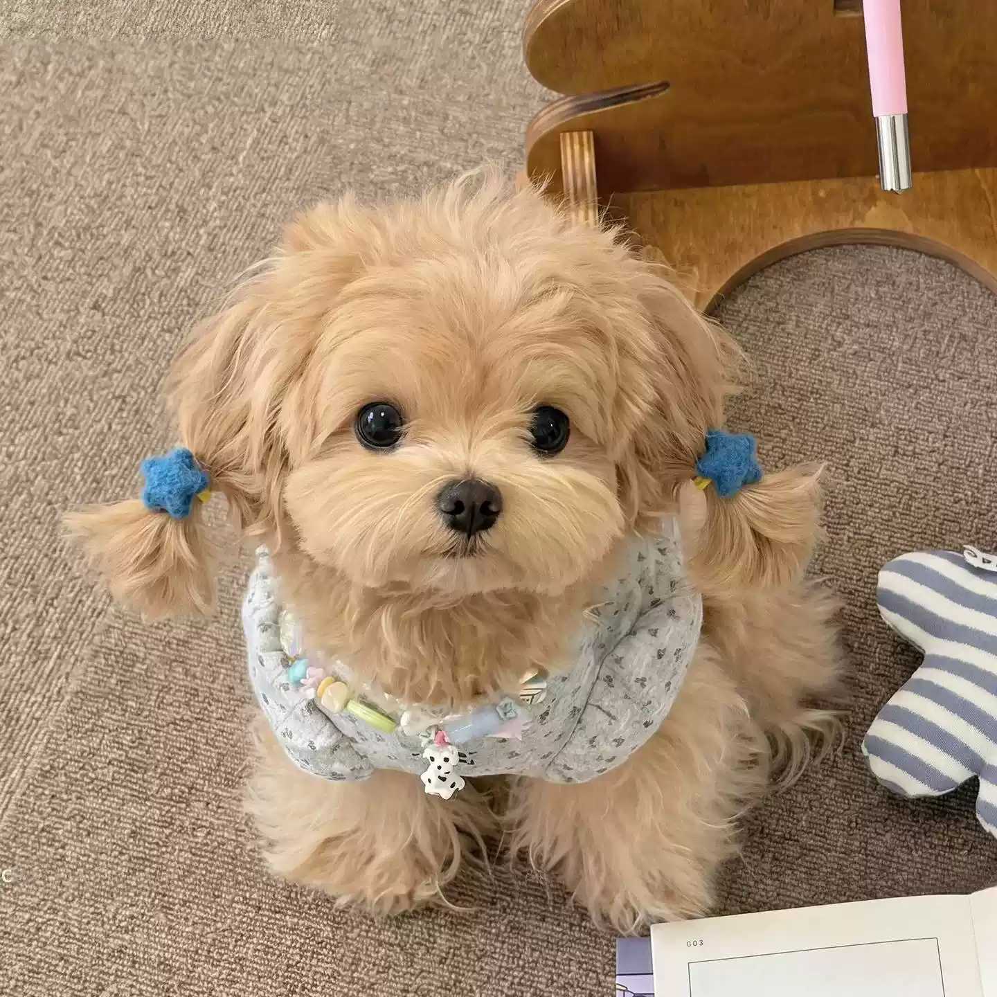 马尔济斯小发圈宠物狗狗扎辫子
