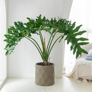 老桩龙鳞春羽绿植盆栽客厅办公室室内大型落地观叶大叶植物除甲醛