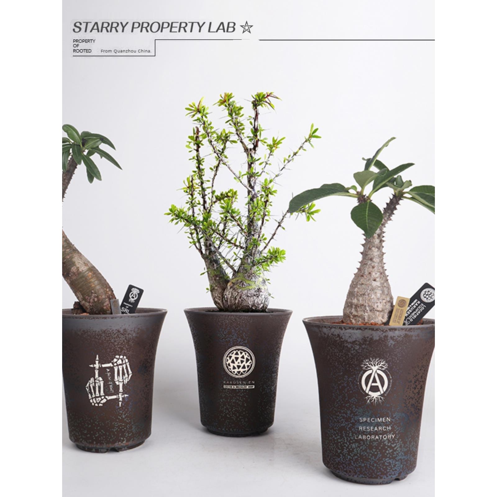 124潮流块根植物花盆仙人球兜象足漆树惠比须笑大黑象牙宫植木钵