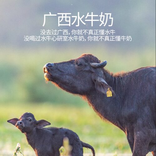 4.0蛋白广西水牛奶｜广西大学农大水牛奶低温水牛鲜牛奶1KG壶装