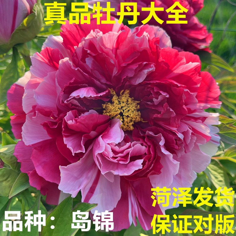 牡丹花苗岛锦正宗重瓣盆栽庭院大苗耐寒菏泽洛阳观赏花卉老桩树苗