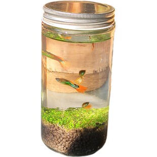 免打理生态瓶玻璃瓶水培植物办公室小鱼缸造景小型客厅高端小摆件