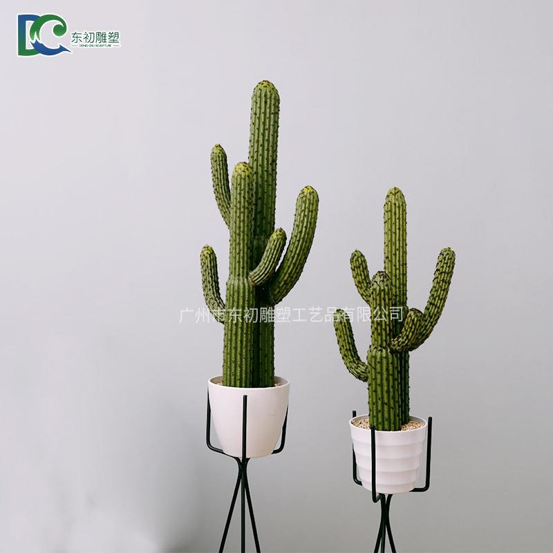 仙人球多肉植物组合仙人掌盆栽办公室桌面水培肉肉植物盆景