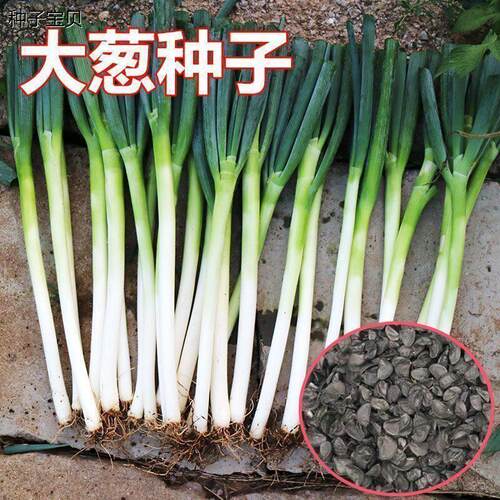 新品长白条大葱种子四季