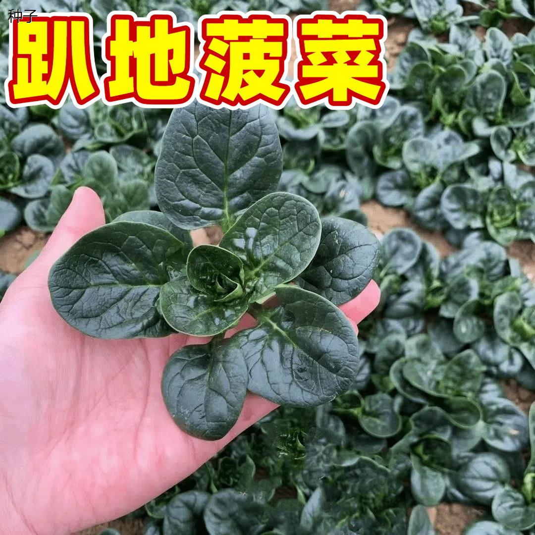 趴地菠菜种子耐寒大叶籽