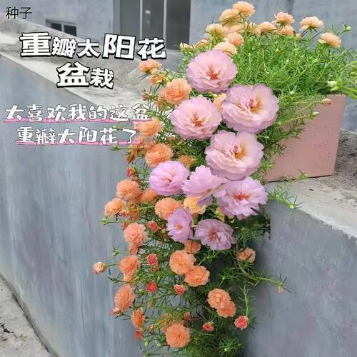 重瓣太阳花种子~多层七彩