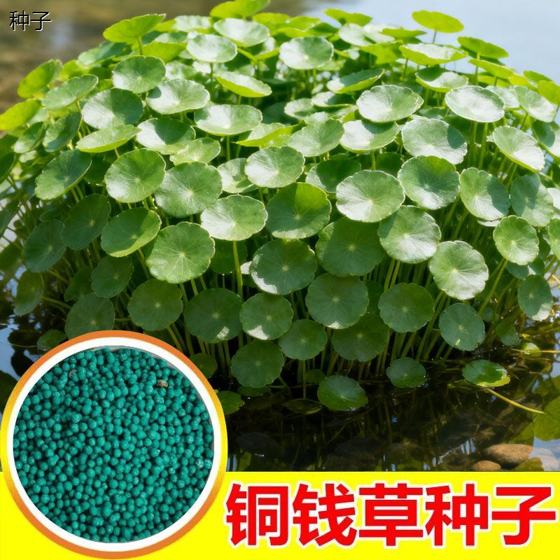 铜钱草草籽大叶子水养种籽四季水培植物花88vip2元好物包邮0.01