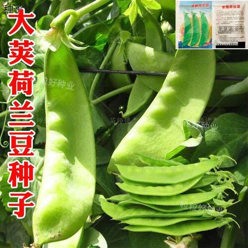 大荚荷兰豆软荚菜豌豆甜