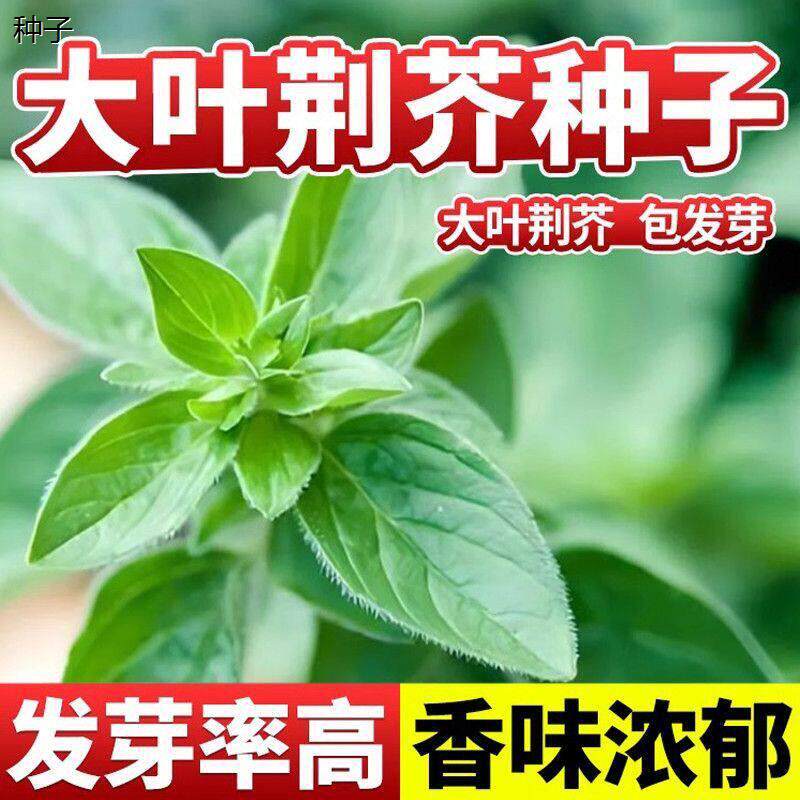 河南大叶荆芥种子苗孑小