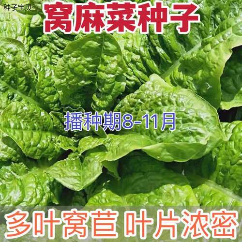 皱叶窝麻菜川渝特色绿叶