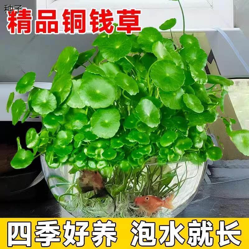 土培水培铜钱草铜钱草种子水培办公室88vip88vip2元好物包邮0.01