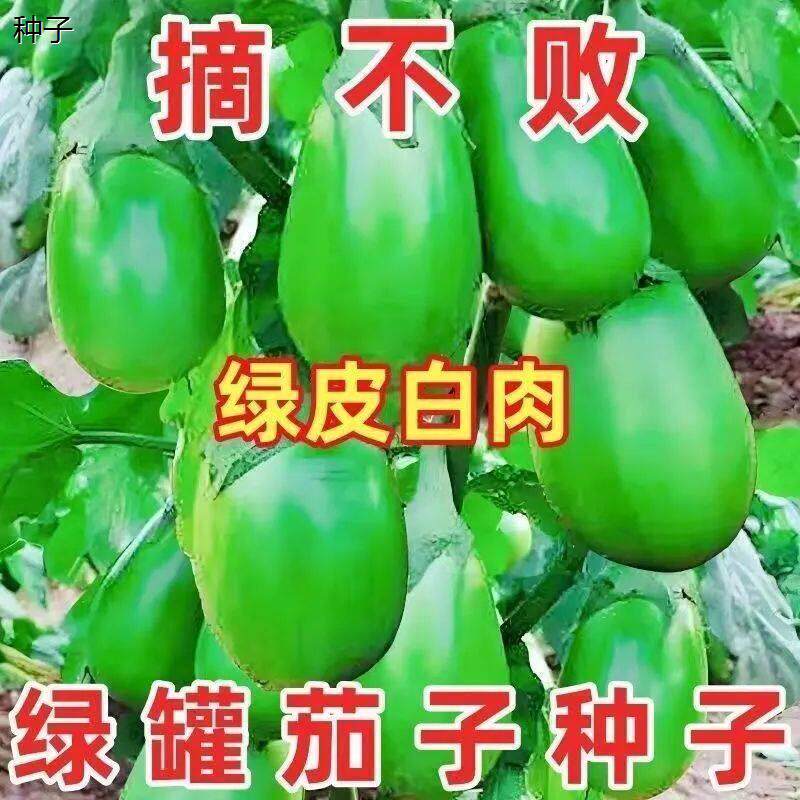 绿罐茄种子茄子种籽四季蔬菜种子青茄子绿88vip2元好物包邮0.01