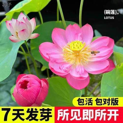 水培碗莲种籽子四季睡莲