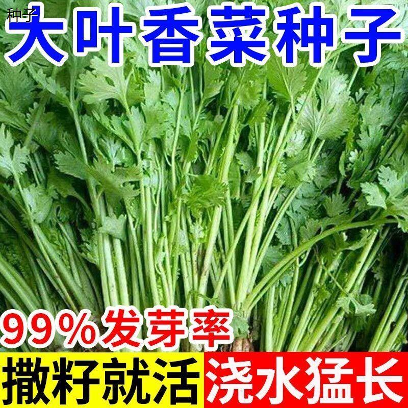 四季大叶香菜速生浓香高