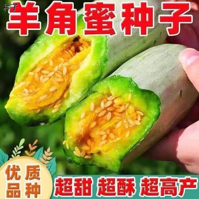 羊角蜜甜瓜种子种籽孑苗图片