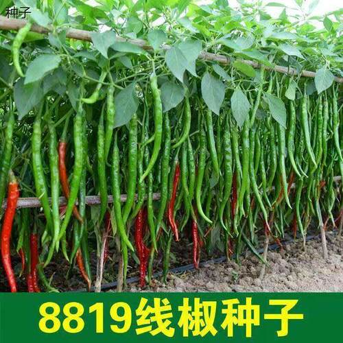 辣椒种子8819线超长香红