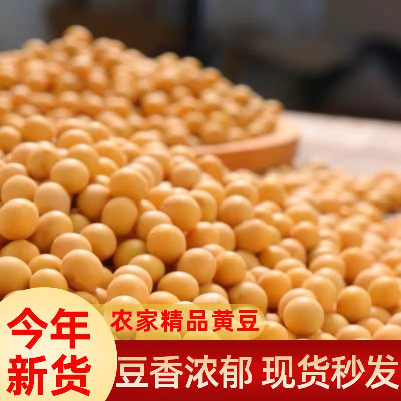 新黄豆非即食发酵专用大豆高蛋白散装豆浆原料黄润饱满豆香味浓