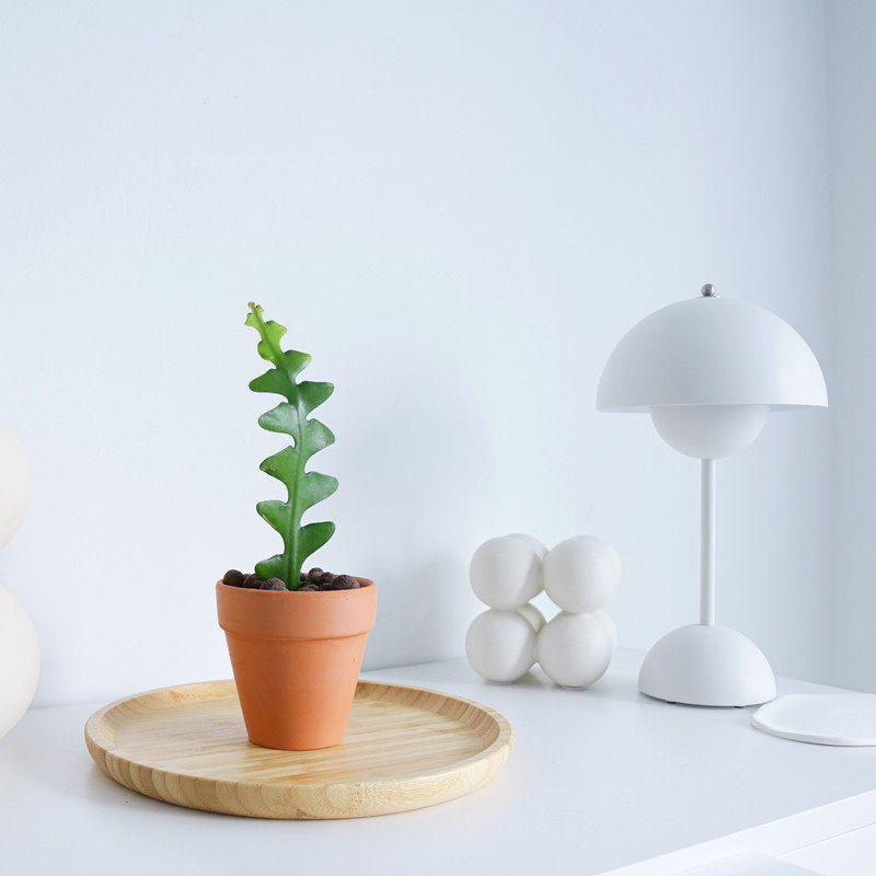 稀有植物绿植鱼之骨仙人掌奇特桌面植物室内盆栽鱼骨仙人掌盆栽