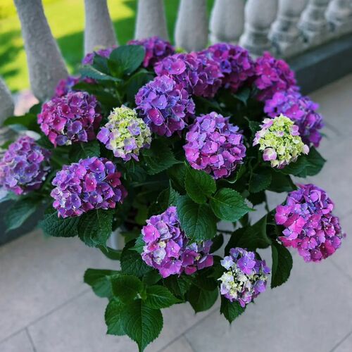 绣球花苗盆栽带花四季开花室w内植物花卉阳台好养活无尽夏老桩绿